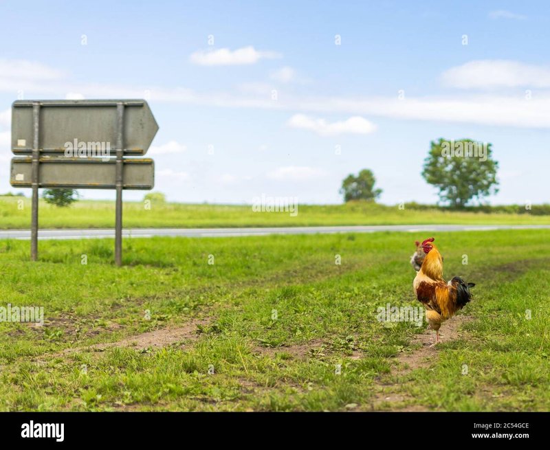 Het Populaire Chicken Road Spel: Alles over de Leuke Gokkast!